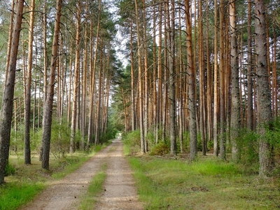 foto tragacete_2_01.jpg